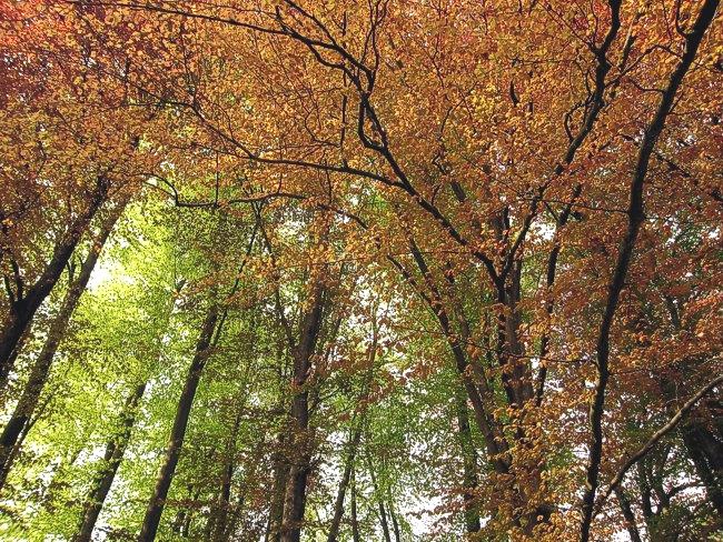 im Frühling, nicht im Herbst aber die Natur hat den Sommer scheinbar vergessen!